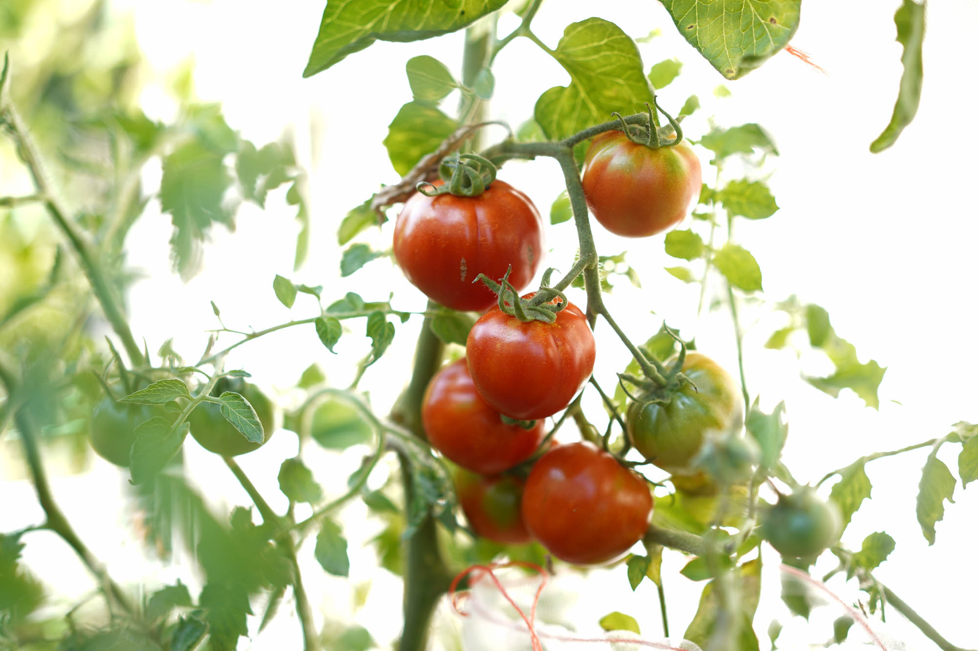 葡萄藤上成熟的红番茄